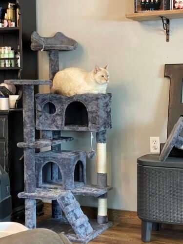 Yaheetech 54in Cat Tree. Multi-Level Cat Tower with Spacious Kitten-ear Perch. 2 Cozy Caves. Scratching Posts. Climbing Ladder. 2 Plush Balls. Durable Pet House Furniture for Indoor Kittens. Dark Gray photo review