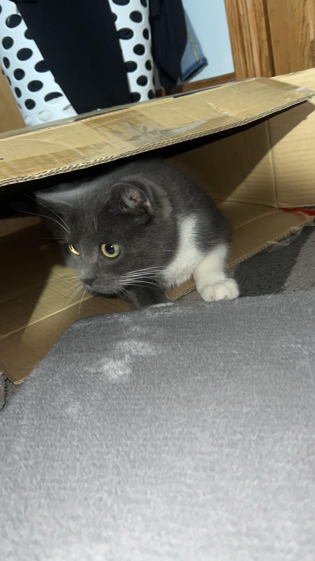 Yaheetech 54in Cat Tree. Multi-Level Cat Tower with Spacious Kitten-ear Perch. 2 Cozy Caves. Scratching Posts. Climbing Ladder. 2 Plush Balls. Durable Pet House Furniture for Indoor Kittens. Dark Gray photo review