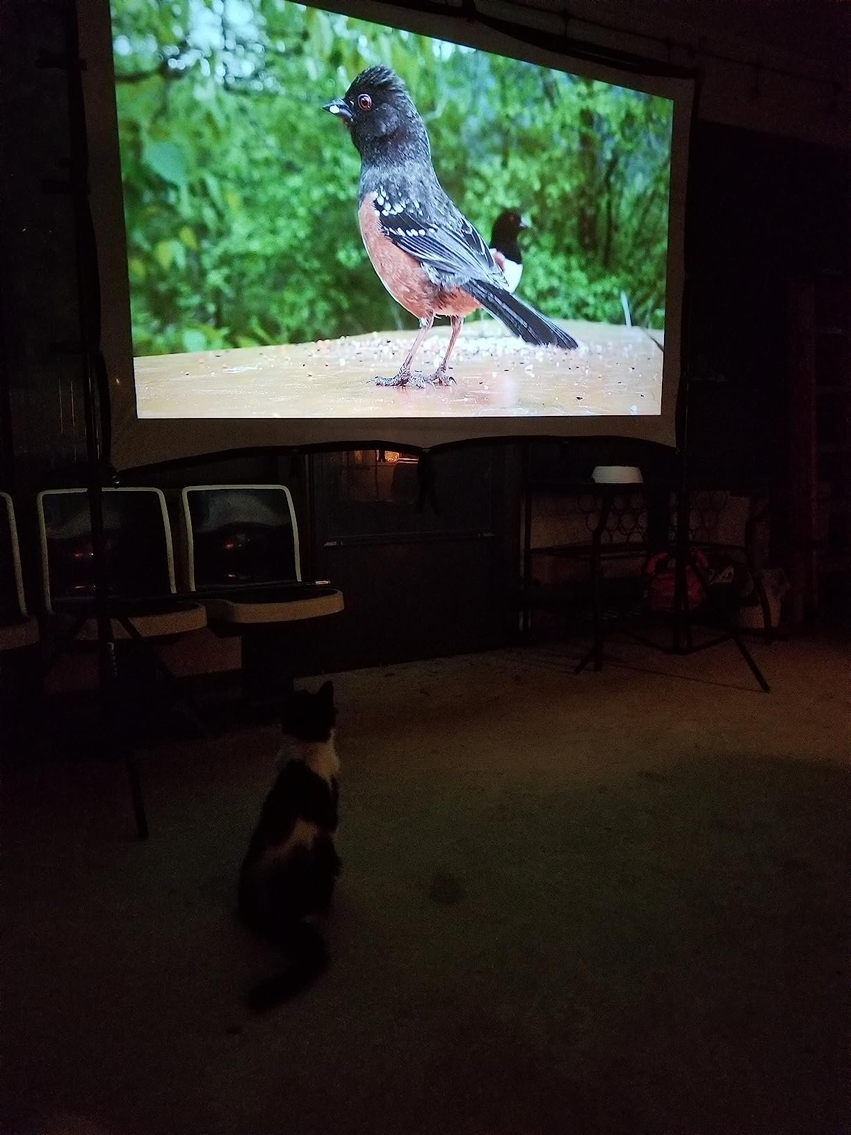 Official Licensed Google TV Smart Projector. HAPPRUN 4K UHD Home Theater with Dolby Sound. Wi-Fi & Bluetooth. Built-in Streaming Apps. Compatible with Games Consoles & Smartphone. Indoor & Outdoor Use photo review