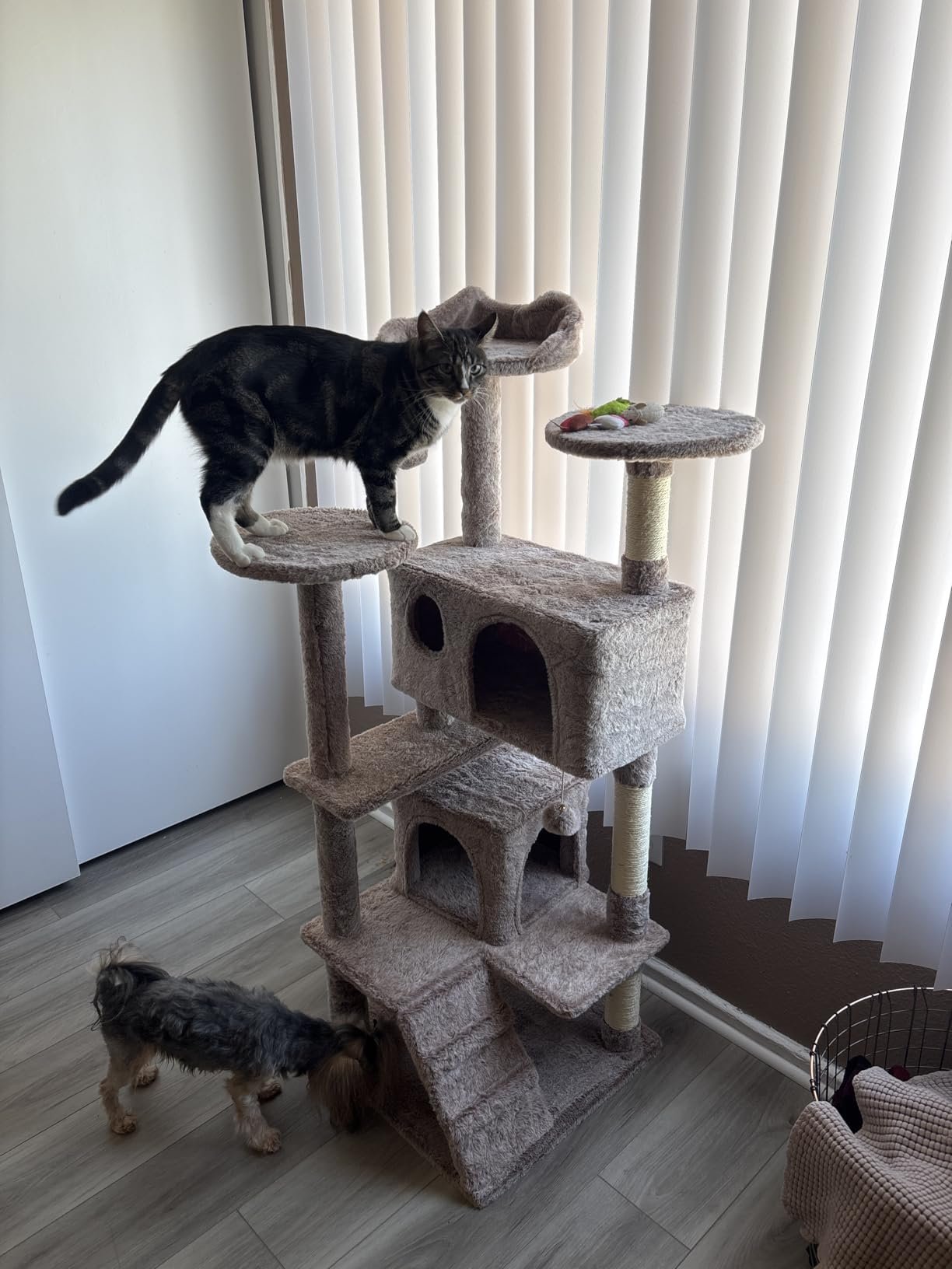 Yaheetech 54in Cat Tree. Multi-Level Cat Tower with Spacious Kitten-ear Perch. 2 Cozy Caves. Scratching Posts. Climbing Ladder. 2 Plush Balls. Durable Pet House Furniture for Indoor Kittens. Dark Gray photo review